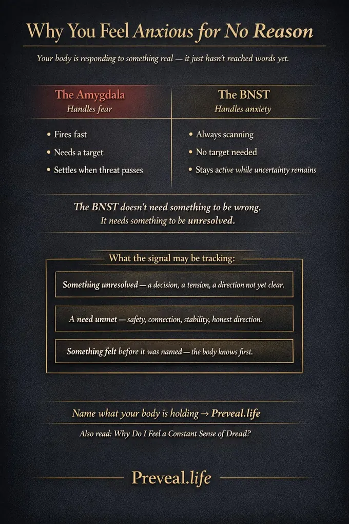 Infographic: Why you feel anxious for no reason. The body can react to pressure, uncertainty, and unresolved signals before the mind has found an explanation. The signal arrives first. The story comes later.